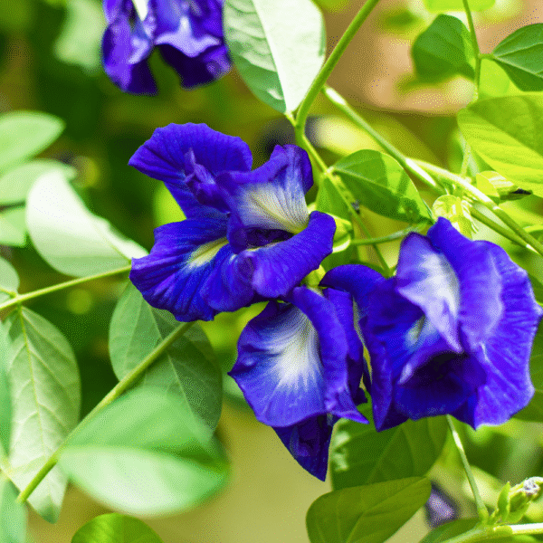 Blue Butterfly Pea Flower Tea - 30 Tea Bags | ANTI-OXIDANT RICH | Herbal Tea - Flower Based - Caffeine Free - 100% Natural - Detox Tea - Vegan - Non-GMO | Premium Zip pouch - Image 3