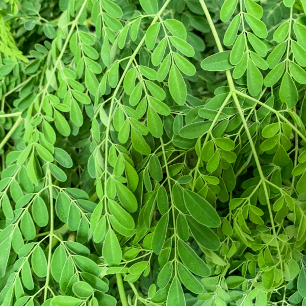Moringa Tea bags - Ceylon Moringa Tea - Dried Moringa Tea Bags - Caffeine Free - 100% Natural Vegan - Non-GMO | Premium Zip pouch - 30 Tea Bags - Image 3