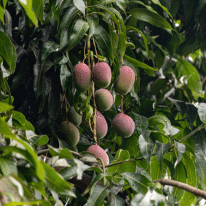 Mango leaves