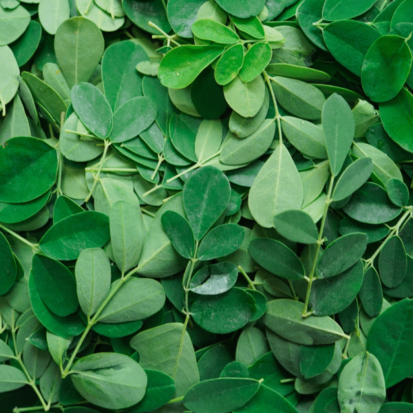 Moringa Leaves Powder - Image 3