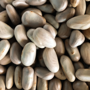 Jack fruit seeds