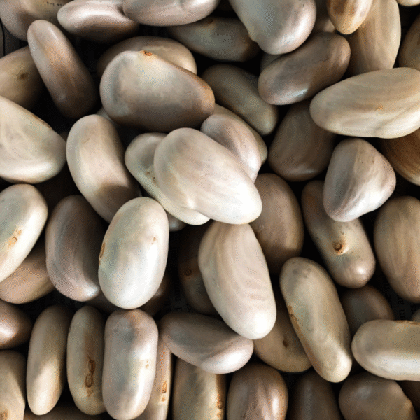 Jack fruit seeds - Image 3