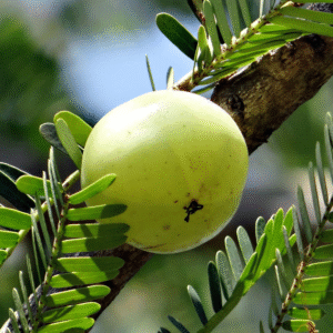 Amla Powder