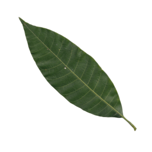 Mango leaves