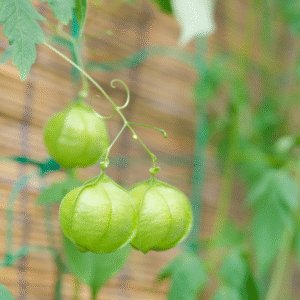 Welpenela/Ballon Wine TEA