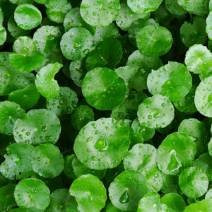 Centella asiatica/Gotukola/Centella TEA
