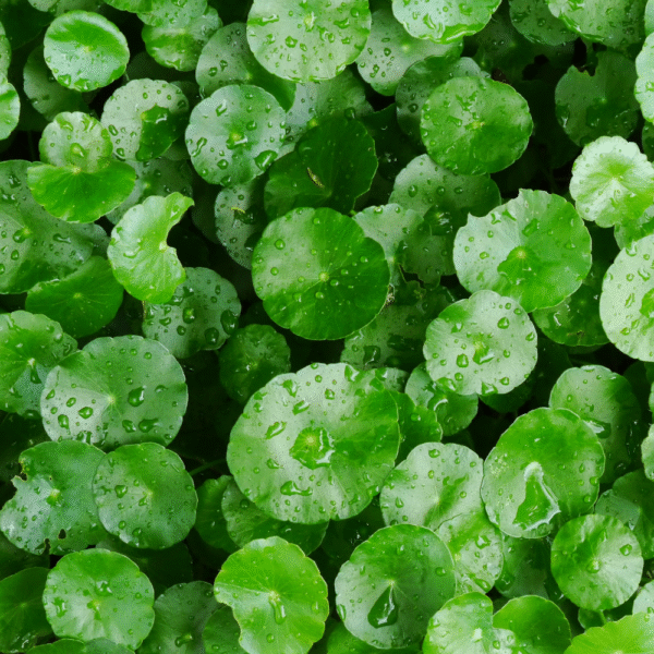 Centella asiatica/Gotukola/Centella TEA - Image 3