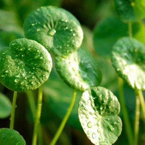 Centella asiatica/Gotukola/Centella TEA