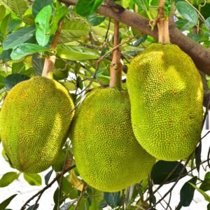 Jack Fruit Powder - Image 2