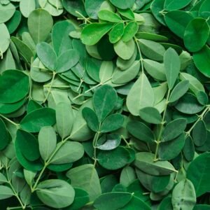 Moringa Leaves Powder - Image 2