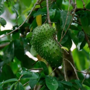 Annona muricata - Soursop Tea - Image 2