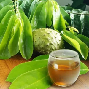 Annona muricata - Soursop Tea