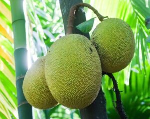 Dehydrated Jackfruit - විජලිත කොස් - Image 3