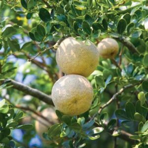 Wood Apple Powder / දිවුල් කුඩු - Image 3