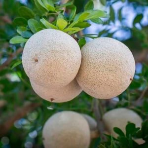 Wood Apple Powder / දිවුල් කුඩු - Image 4