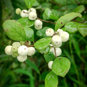 Katupila Powder