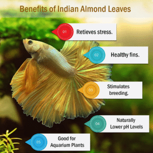 Dried Almond/Kottan/Kottamba Leaves