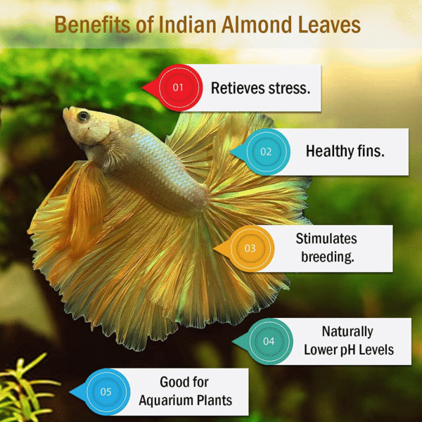 Dried Almond/Kottan/Kottamba Leaves - Image 4