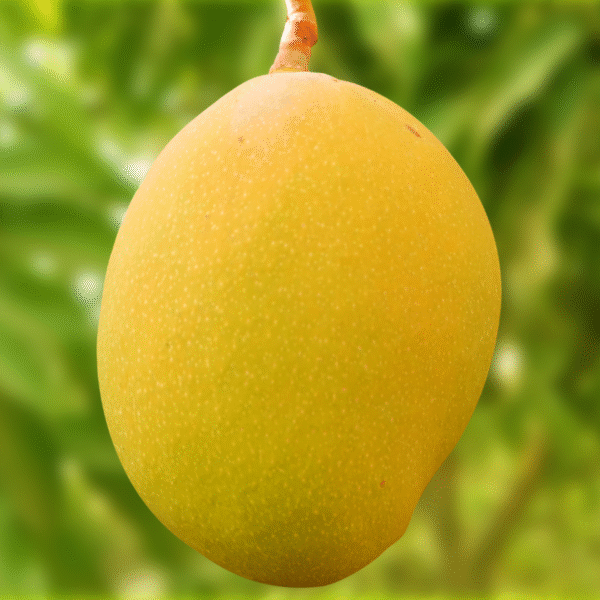 Dehydrated Mango - Image 3