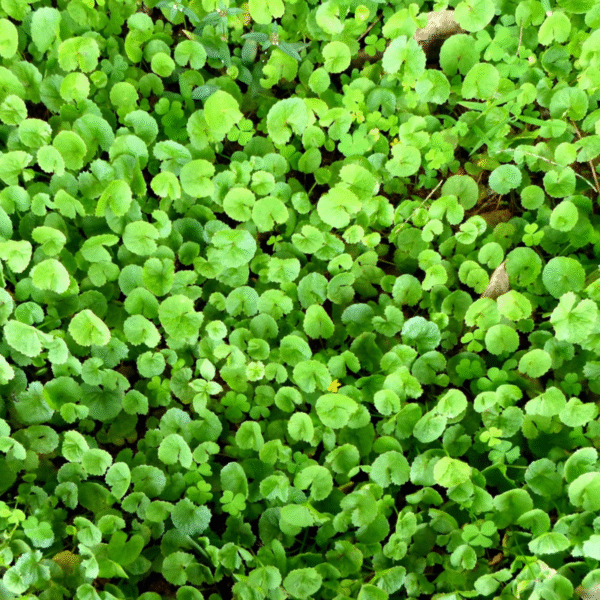 Centella Powder - Image 3
