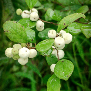 Katupila Powder