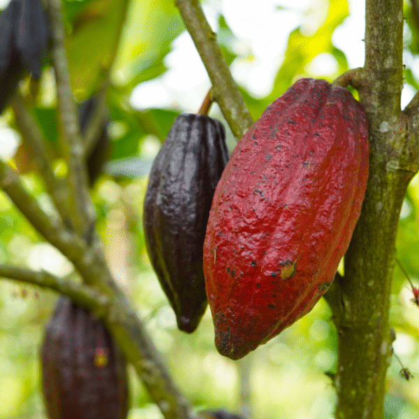 Cocoa Powder - Image 2