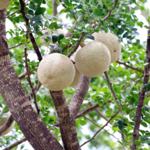Woodapple Powder