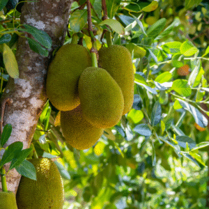 Young jackfruit