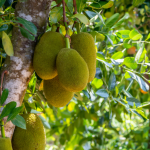 Young Jackfruit