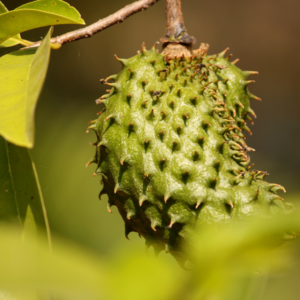 Soursop Powder