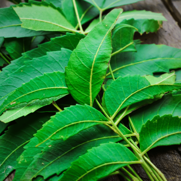 Neem Powder - Image 5