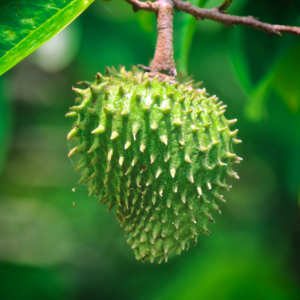 Soursop Powder