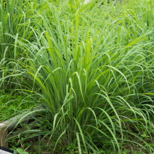 Lemongrass Powder