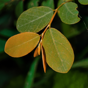 Katupila Powder