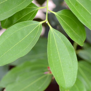 Cinnamon Leaves