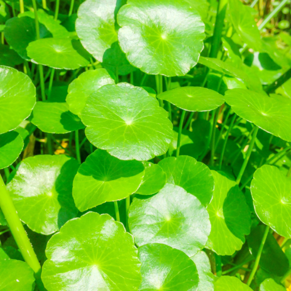 Centella Powder/ගොටුකොල පවුඩර් - 100% Natural + Organic Herbal Powder - 100g - Image 4