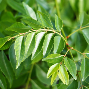 Curry Leaf Powder/කරපිංචා පවුඩර් - - Image 4