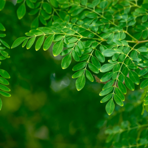 Moringa Powder/මුරුංගා කොල පවුඩර් - 100% Natural + Organic Herbal Powder - 100g - Image 4