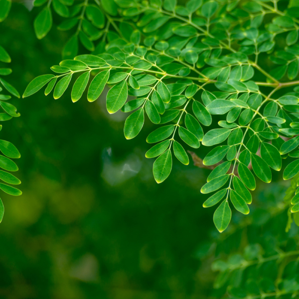 Moringa Powder/මුරුංගා කොල පවුඩර් - 100% Natural + Organic Herbal Powder - 100g - Image 4