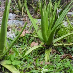 Aloe vera Powder - 100% Natural