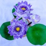 Lotus /ලෝටස්