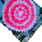 Pooja mal/පූජා මල්