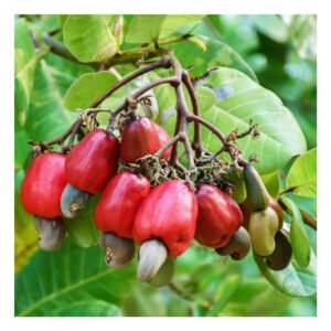 Devilled Cashew 100g - Image 3