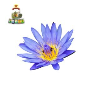 Blue Lotus Powder