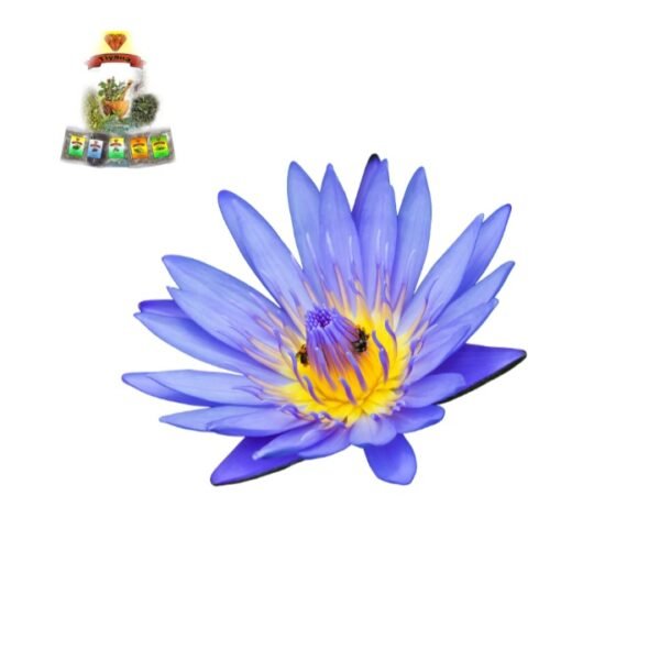 Blue Lotus Powder - Image 2