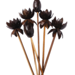 Coconut shell Flowers