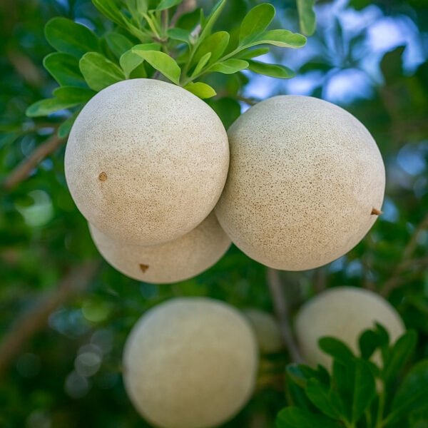 Woodapple Powder 100g - Image 3